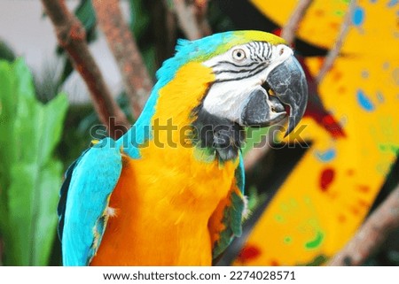 Closeup shot of Maccaw Parrot
