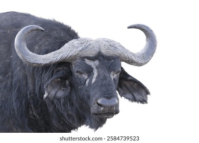 A close-up shot of a magnificent Cape Buffalo, showcasing its powerful build and impressive horns.