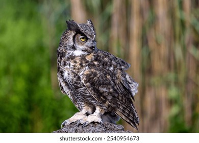 A close-up shot of a majestic bird of prey perched atop a tree stump in its natural habitat - Powered by Shutterstock