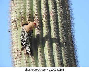 409 Gila woodpecker Stock Photos, Images & Photography | Shutterstock