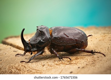Closeup shot of male Rhinoceros beetle (Oryctes nasicornis)