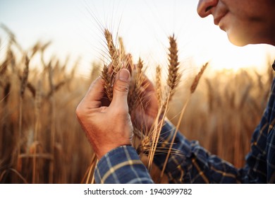 Closeup Shot Of A Man Checking The Quality Of The Wheat Spikelets On A Sunset In The Middle Of The Golden Ripen Field. Farm Worker Examines The Ears Of Wheat Before Harvesting. Agricultural Concept