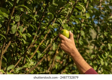 Close-up shot of a man picking a green carrot directly from a tree in the middle of nature in the sunlight. - Powered by Shutterstock