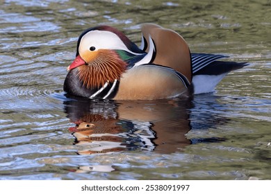 A close-up shot of a Mandarin duck swimming in a pond - Powered by Shutterstock