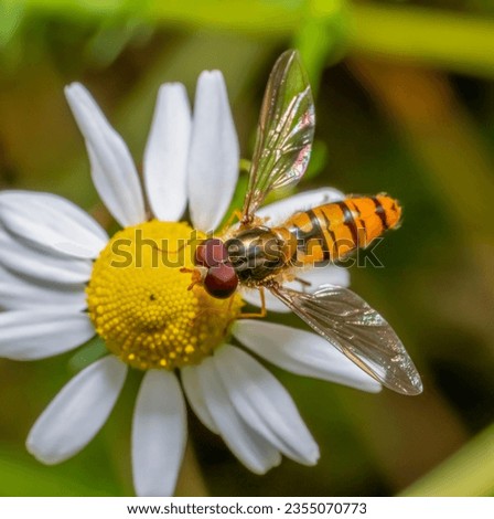 Closeup shot of a marmalade hoverfly resting on a white flower head