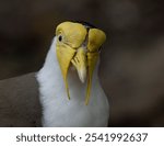 A close-up shot of a masked lapwing, Vanellus miles.