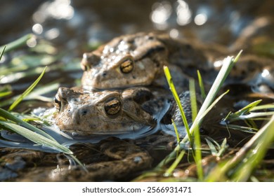 A closeup shot of mating common toads in a swamp