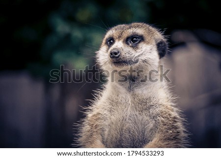 Similar – Image, Stock Photo Meerkat (Suricata suricatta), also known as the suricate.