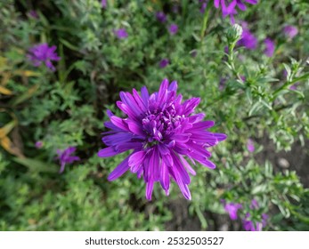 Close-up shot of the Michaelmas daisy (Aster novi-belgii) 'Fuldatal' flowering with large deep heather-purple flowers in garden in october - Powered by Shutterstock