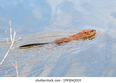 A Closeup Shot Of A Mink Swimming In A Lake