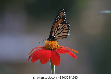 A close-up shot of a monarch butterfly delicately perched on a vibrant red flower, showcasing the intricate details of the butterfly's wings and the beauty of nature. - Powered by Shutterstock