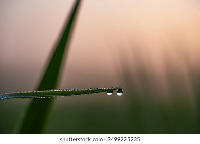 Close-up shot of morning dew droplets on a grass blade with a soft, blurred background, capturing the tranquility of dawn.  - Powered by Shutterstock