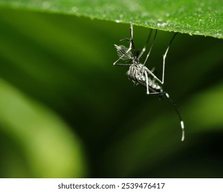 A close-up shot of a mosquito perched on a leaf, with its wings covered in glistening water droplets - Powered by Shutterstock