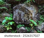 A close-up shot of a mossy stone wall with wild plants growing around it.