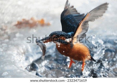 A closeup shot in motion of kingfisher bird with wide open wings hunting fish in river on sunny day