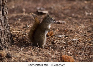 A Closeup Shot Of Mount Graham Red Squirrel