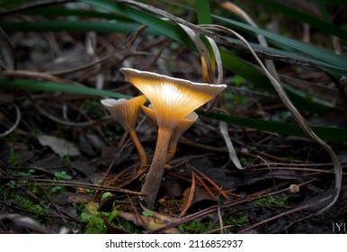 A closeup shot of mushrooms lit with torchlight on the forest ground at night