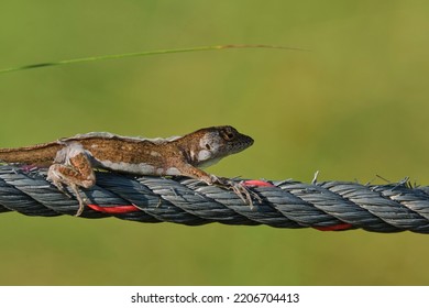 A Closeup Shot Of The Nimble Lizard On The Wire