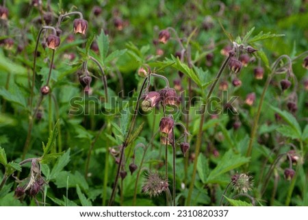 Close-up shot of nodding red flower of water avens (Geum rivale) growing in a green meadow surrounded with wild flowers in early spring.