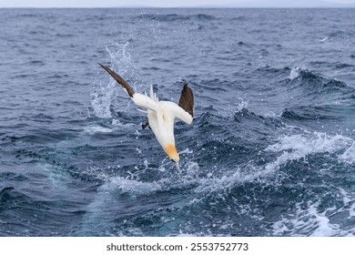 A closeup shot of a Northern gannet bird flying with open wings over blue sea water with small waves - Powered by Shutterstock