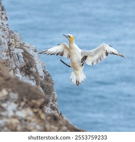 A closeup shot of a northern gannet bird flying near a cliff - Powered by Shutterstock