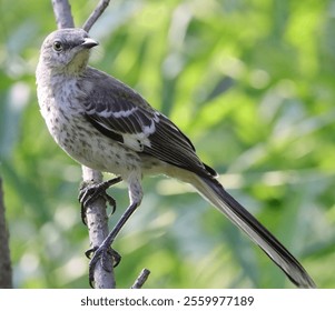 A closeup shot of a Northern mockingbird, standing on a tree branch in the forest, on a sunny day