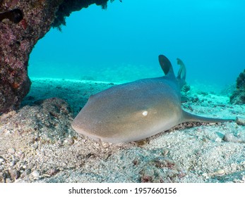 A Closeup Shot Of A Nurse Shark On The Ocean Floor