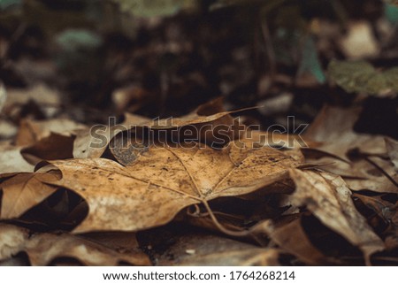 Similar – Foto Bild Makro von vertrockneten Herbstblättern