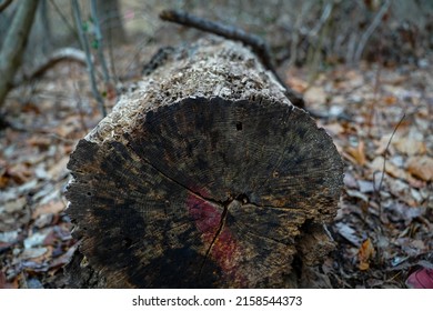 A Closeup Shot Of An Old Tree Log On The Fallen Autumn Leaves On The Ground Of The Forest