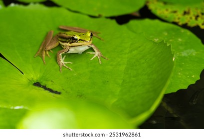 Close-up shot, one green frog sitting on a lotus leaf in natural water lily pond garden, looks at camera, fertile tropical ecology environment, wet swamp amphibian animal wildlife behavior in summer. - Powered by Shutterstock