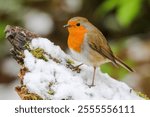 A closeup shot of an orange European robin perched on snowy wood