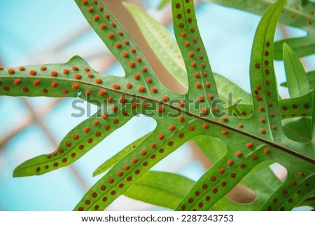 Close-up shot of orange spores on the fern leaf. Green fern leaf against the blue sky. Natural beauty of fern leaf. Full frame shot of fern leaf. Vascular plant in the botanical garden. Polypodiophyta