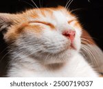 A close-up shot of an orange and white cat peacefully sleeping with its eyes closed. The cat