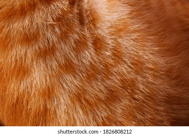 Closeup Shot Of Orange & White Cat Fur Texture In Full Frame