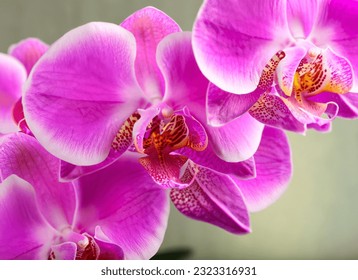 A Close-Up Shot of Orchids - Powered by Shutterstock