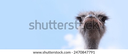 Image, Stock Photo Close Up Funny Curious Black Silver Tabby Maine Coon Cat Eye. Coon Cat, Maine Cat, Maine Shag. Amazing Pets Pet