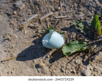 Close-up shot of an ovoid shaped and pale blue broken eggshell of the songbird on the ground in spring