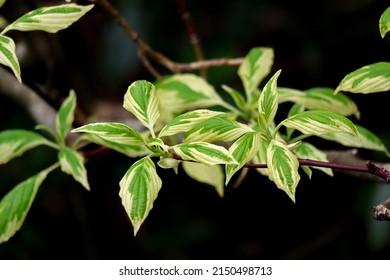 A Closeup Shot Of The Pagoda Dogwood Plant Leaves On A Blurry Background