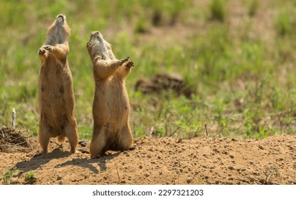 A closeup shot of a pair of Mexican prairie dogs looking up in a park