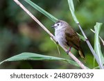 A close-up shot of a Pale-faced Bulbul (Pycnonotus leucops) or Flavescent bulbul (Pycnonotus flavescens), an endemic species or subspecies to Borneo,  in Kinabalu National Park, Malaysia