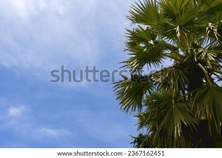 A close-up shot of a palm tree with a bright sky in the background.