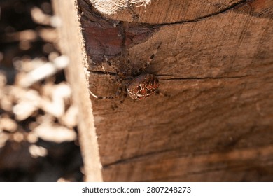 A close-up shot of a patterned spider sitting on a textured wooden beam. The spider's body is reddish-brown with white spots.