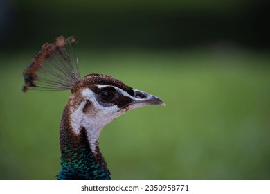 Close-up shot of a peacock's head
