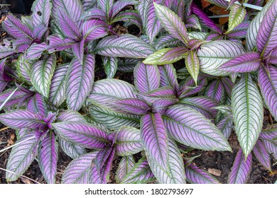 A Closeup Shot Of Persian Shield Plant