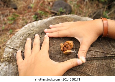 A Closeup Shot Of A Person Breaking Open A Chestnut On A Wooden Surface