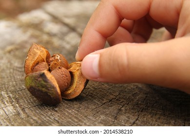 A Closeup Shot Of A Person Breaking Open A Chestnut On A Wooden Surface