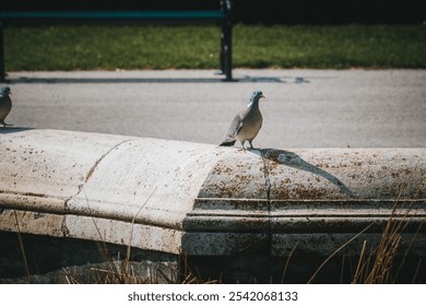 A close-up shot of a pigeon sitting on a fountain edge in the park - Powered by Shutterstock