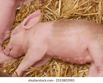 A closeup shot of a piglet sleeping on straw - Powered by Shutterstock