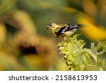 A closeup shot of the Pine siskin bird perched on the sunflower on the blurry background