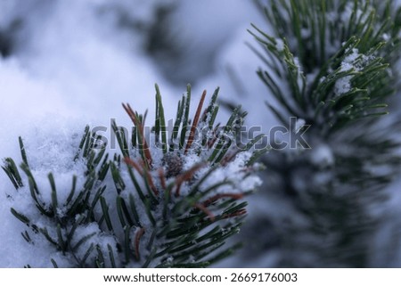 A closeup shot of pine tree branches covered in snow